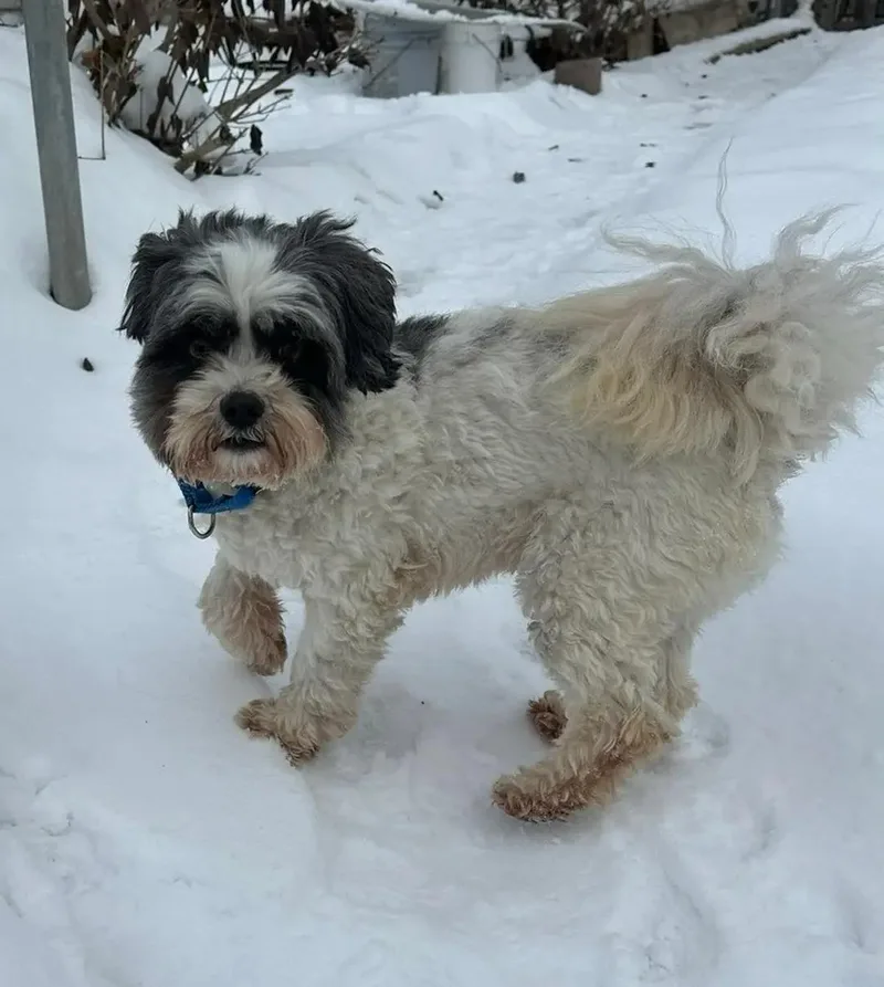 Moose  $ thumbnail 3