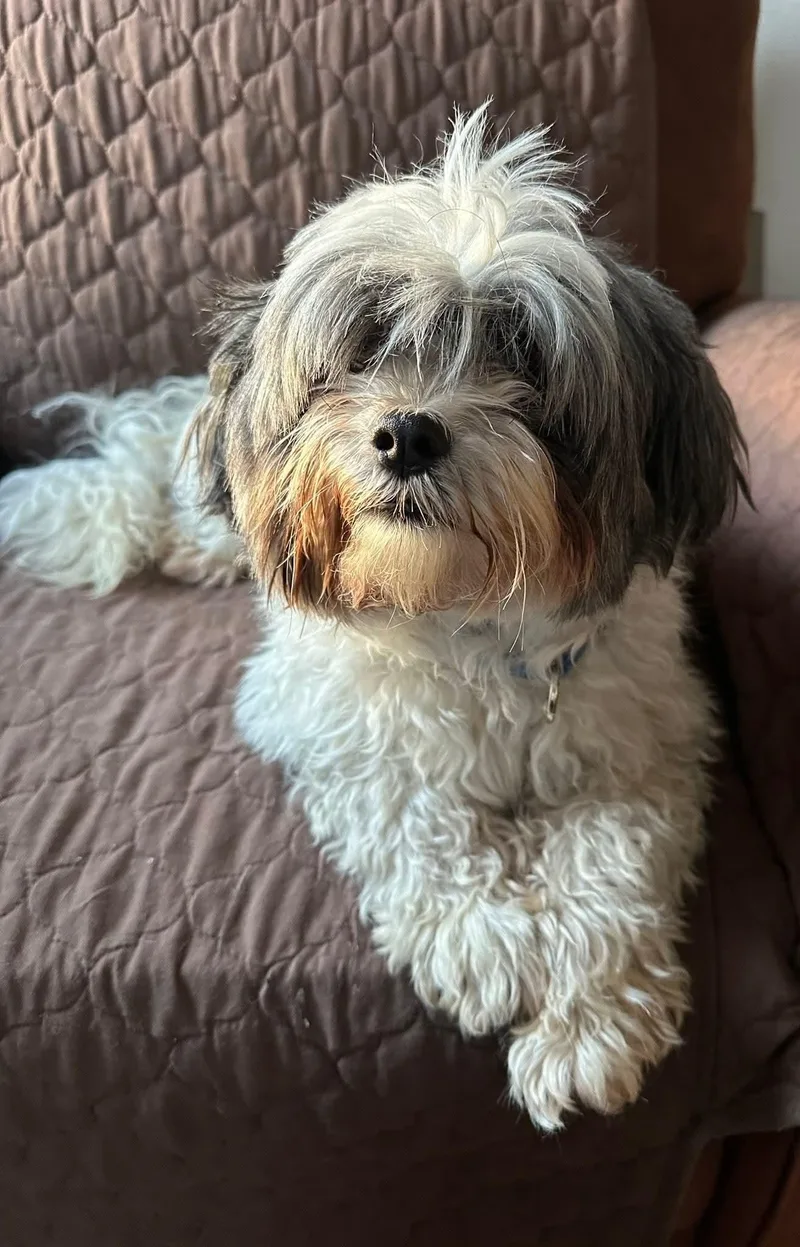 Moose  $ thumbnail 4