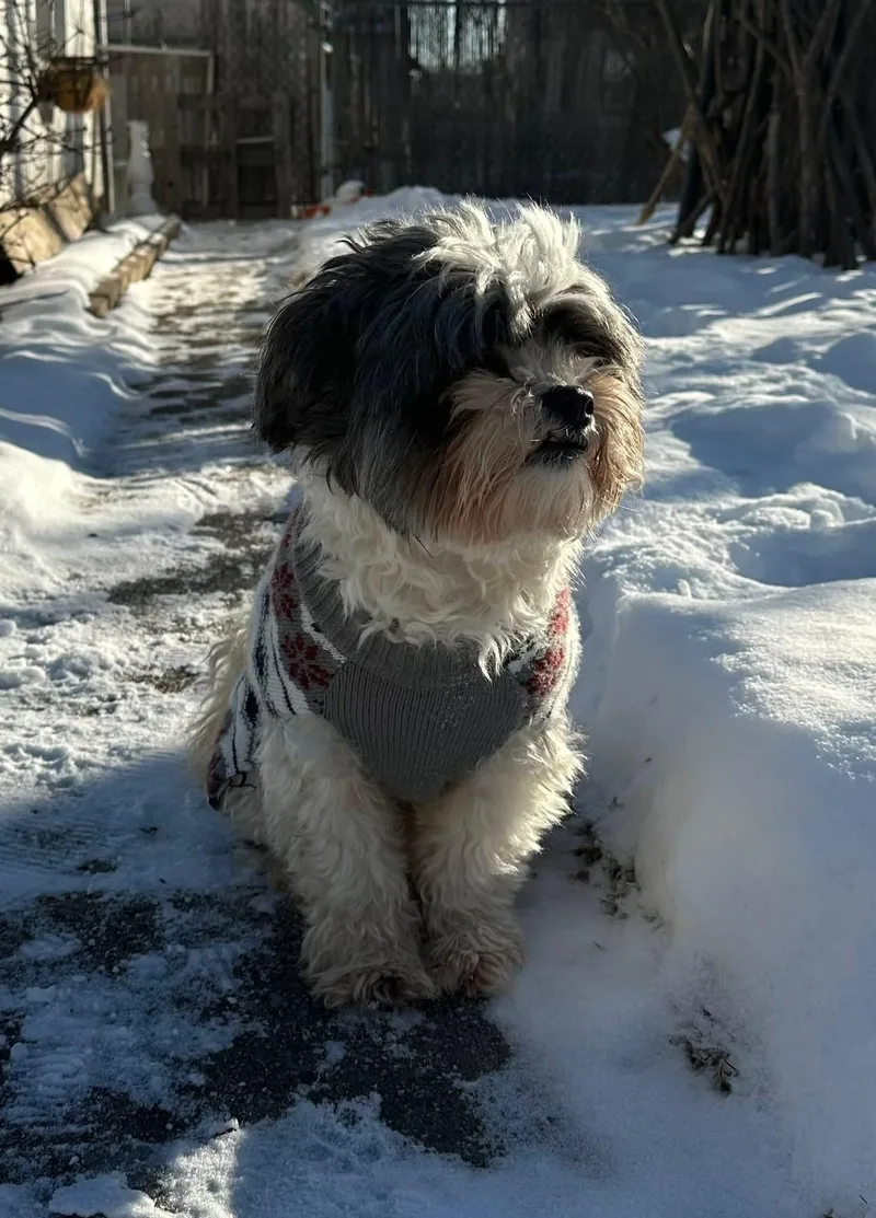 Moose  $ thumbnail 5