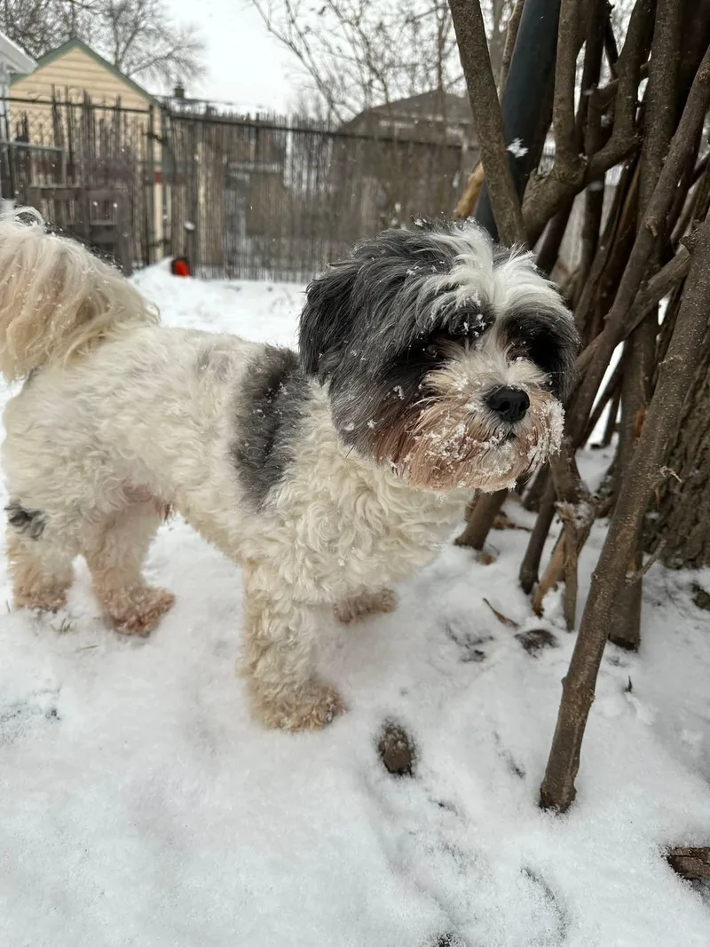 Moose  $ thumbnail 6