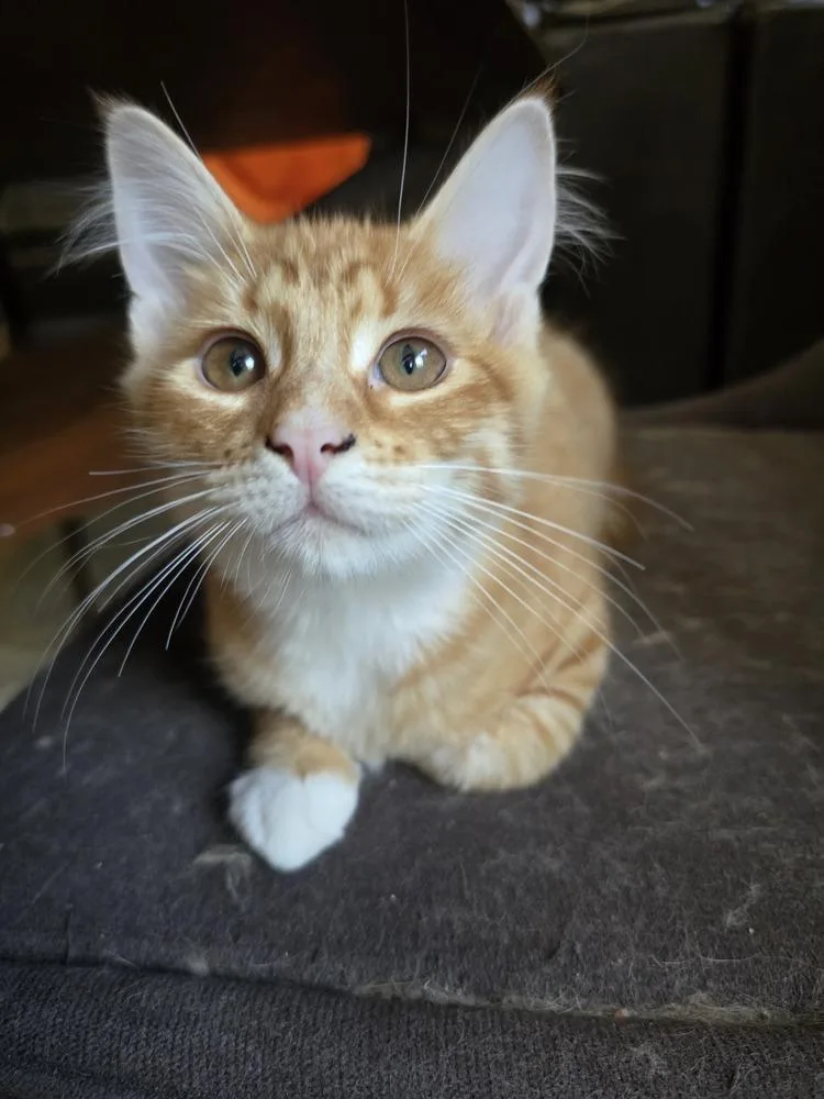 A young small-sized male Orange & White Tabby cat named Zoloft for adoption in Dallas, TX