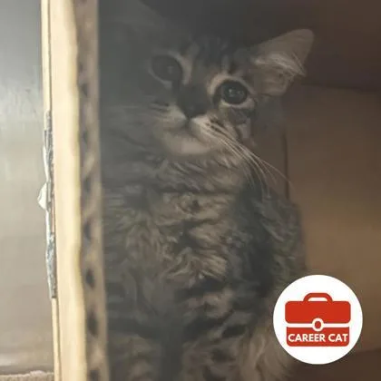 A young small-sized female Domestic Short Hair cat named Melon for adoption in Roseville, CA