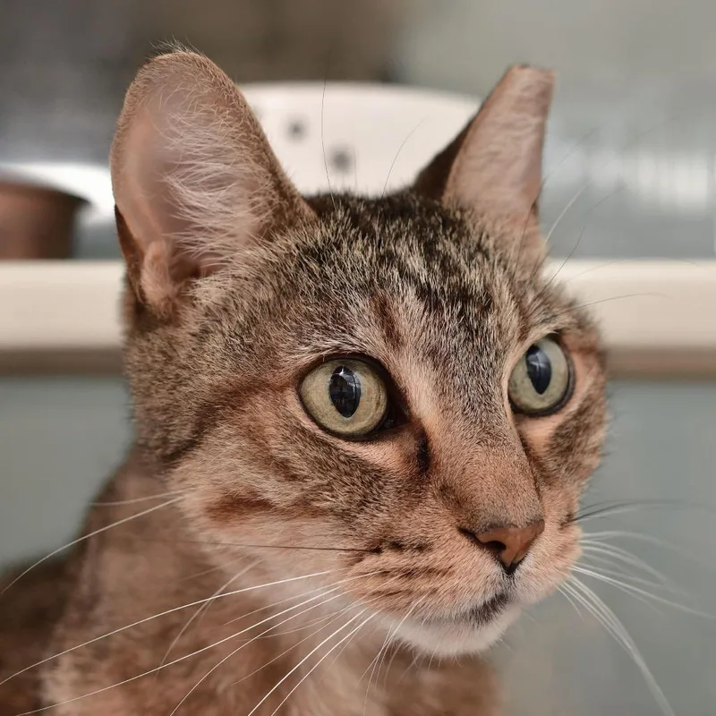 An adult medium-sized male Brown / Chocolate Domestic Short Hair cat named Nickelas for adoption in Ottawa, KS