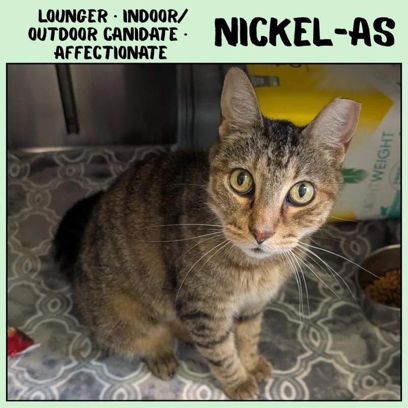Nickelas thumbnail 2