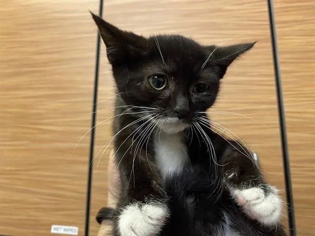 A baby small-sized female Domestic Short Hair cat named Peach for adoption in Modesto, CA