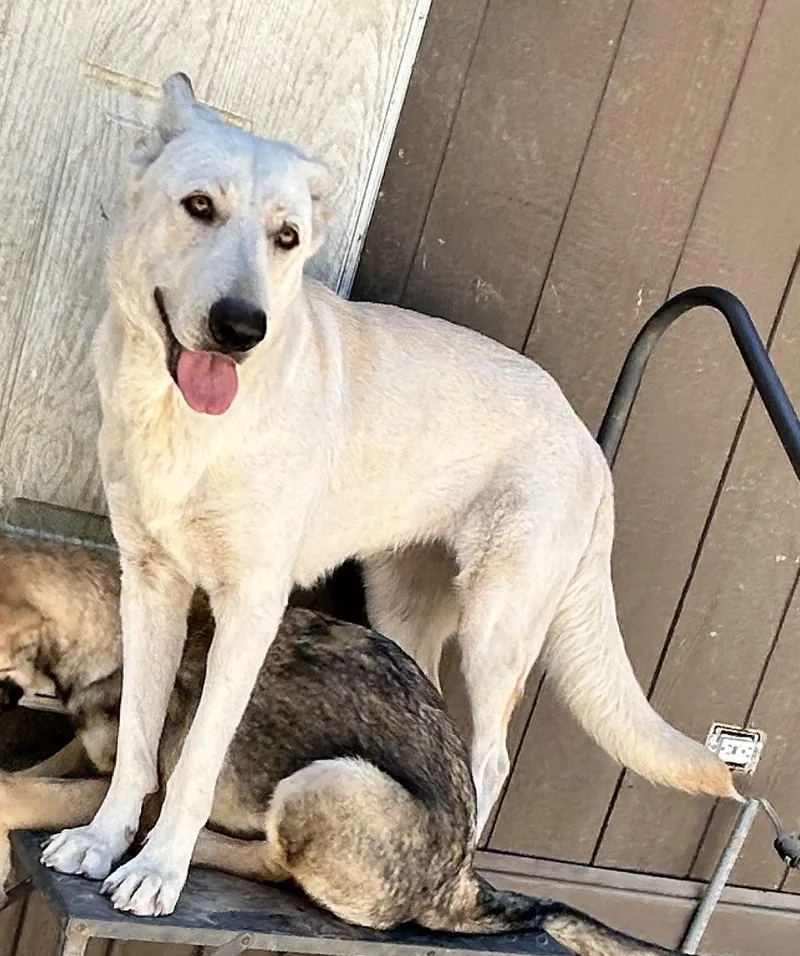 An adult large-sized female White German Shepherd dog named Dolly for adoption in conroe, TX
