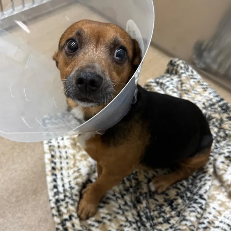 An adult small-sized male Chihuahua dog named Taz for adoption in Corpus Christi, TX