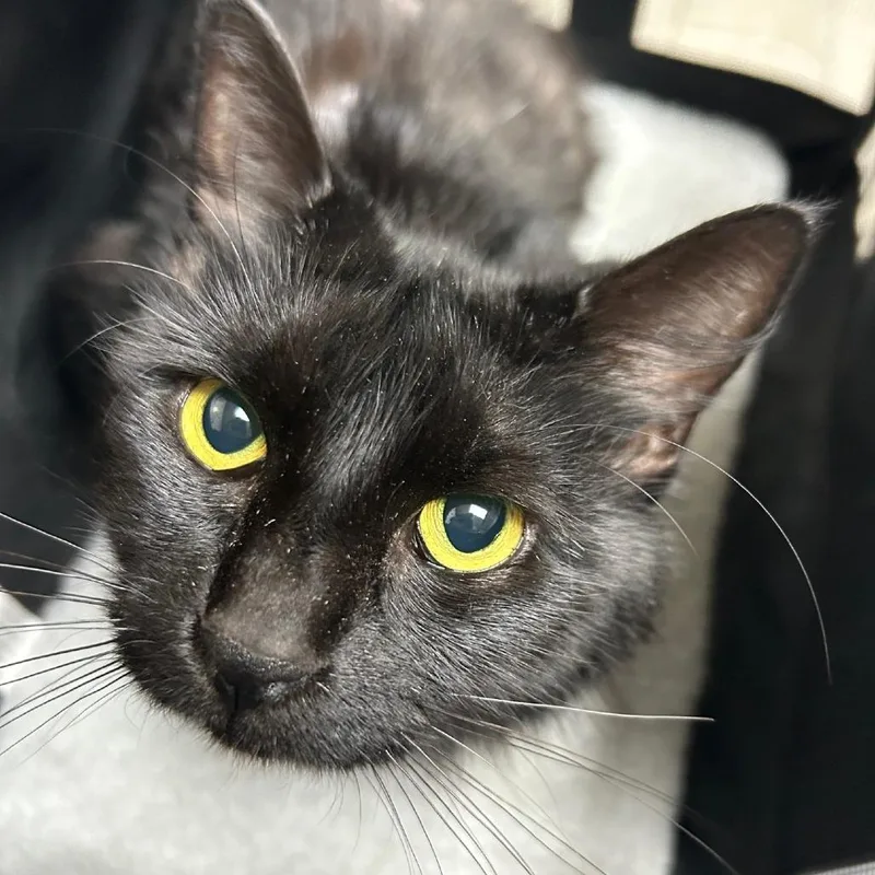 An adult medium-sized female Black Domestic Medium Hair cat named Raven for adoption in Lufkin, TX
