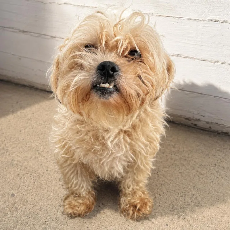 An adult small-sized male White / Cream Miniature Poodle dog named Lil Wayne for adoption in Sonoma, CA
