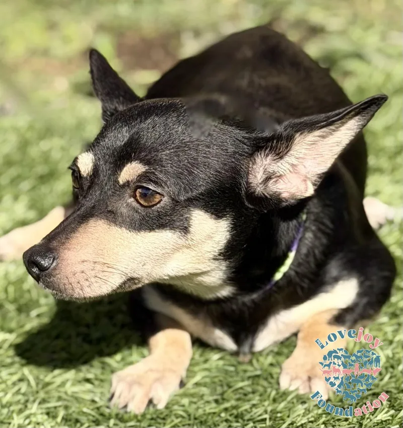 Tinkerbell thumbnail 2