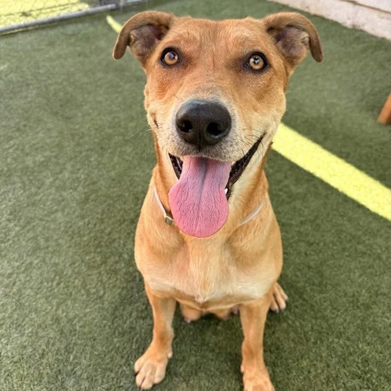 An adult large-sized female Brown / Chocolate Pit Bull Terrier dog named Huera for adoption in Hawthorne, CA