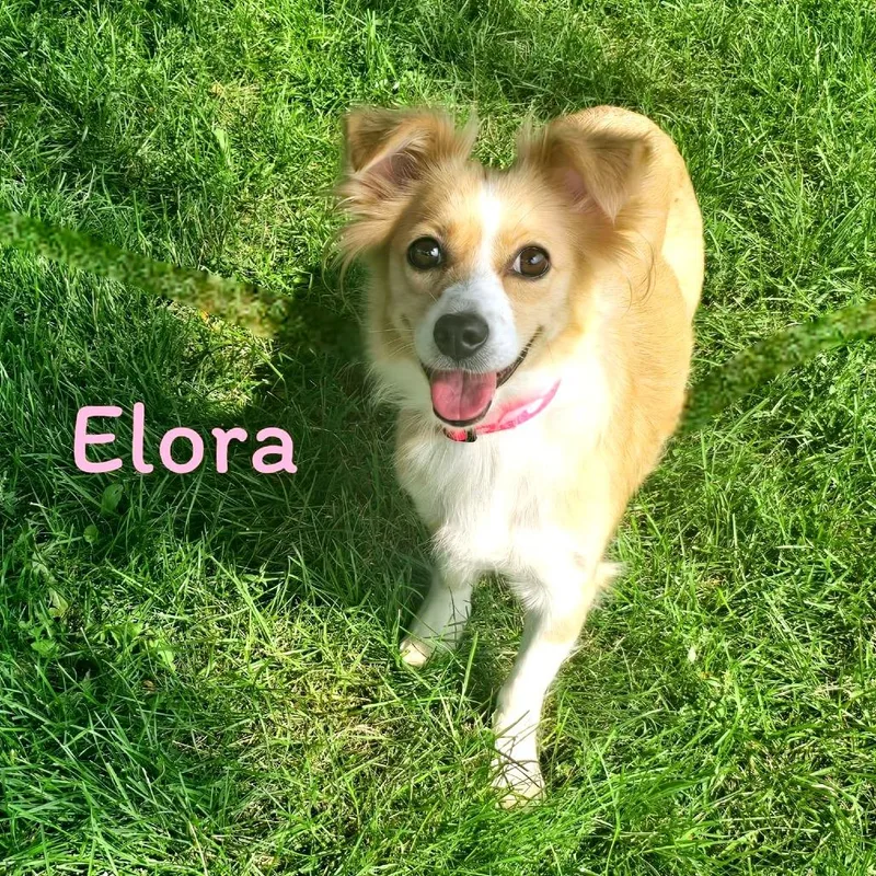 A young small-sized female Yellow / Tan / Blond / Fawn Mixed Breed dog named Elora for adoption in Joliet, IL