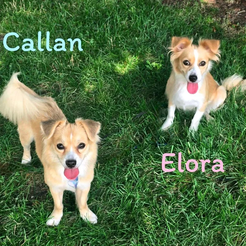 Elora thumbnail 2