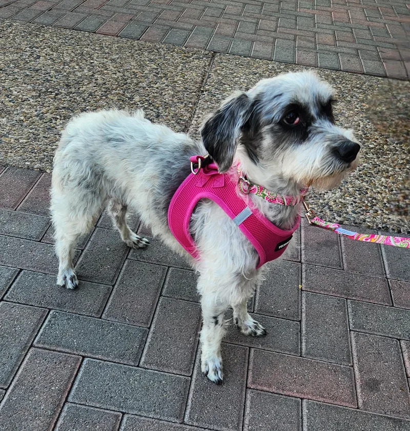 Patty Cake thumbnail 3