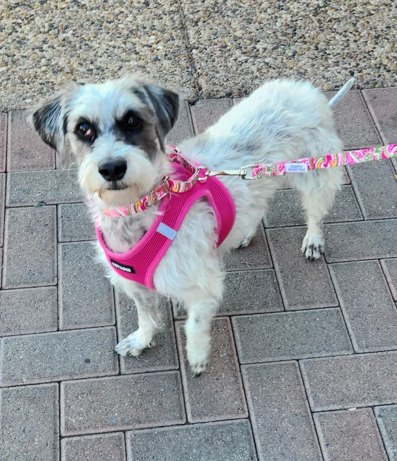 Patty Cake thumbnail 4