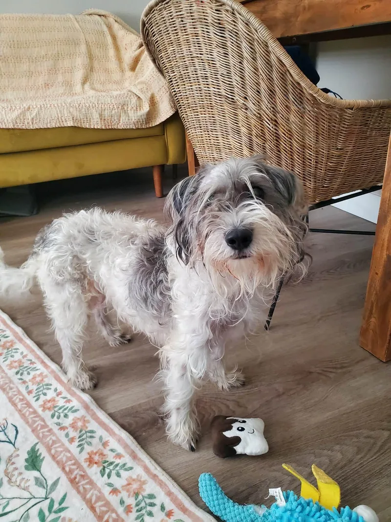 Patty Cake thumbnail 6