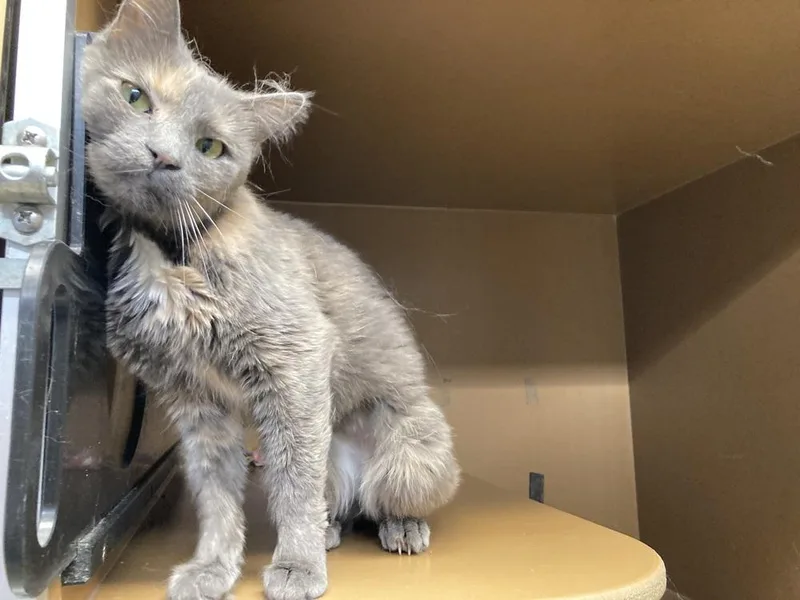 An adult medium-sized female Gray / Blue / Silver Domestic Short Hair cat named Lilo for adoption in Anoka, MN
