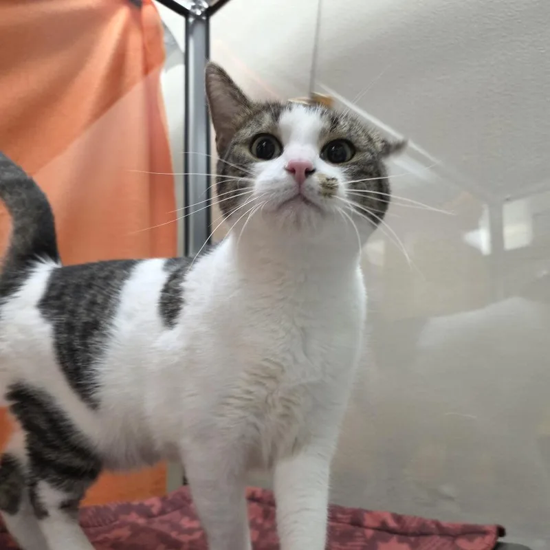Smittens thumbnail 2