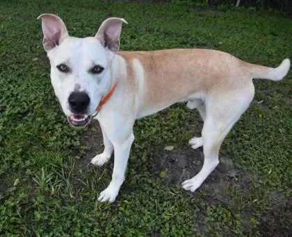 An adult large-sized male Pit Bull Terrier dog named Jamboree for adoption in Inverness, FL