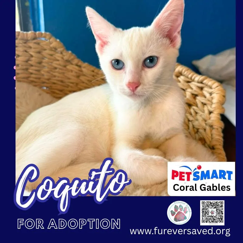 A baby small-sized male White Domestic Short Hair cat named Coquito for adoption in Miami, FL