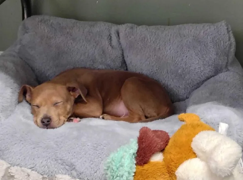 Koselig Or "koko" thumbnail 2