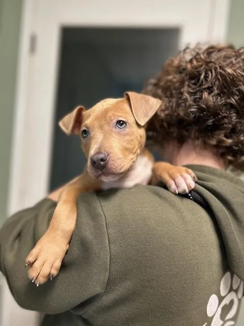 Koselig Or "koko" thumbnail 3