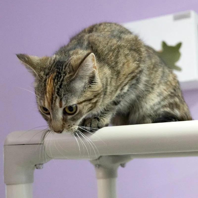 A young medium-sized female Torbie Domestic Short Hair cat named Flora for adoption in McKean, PA