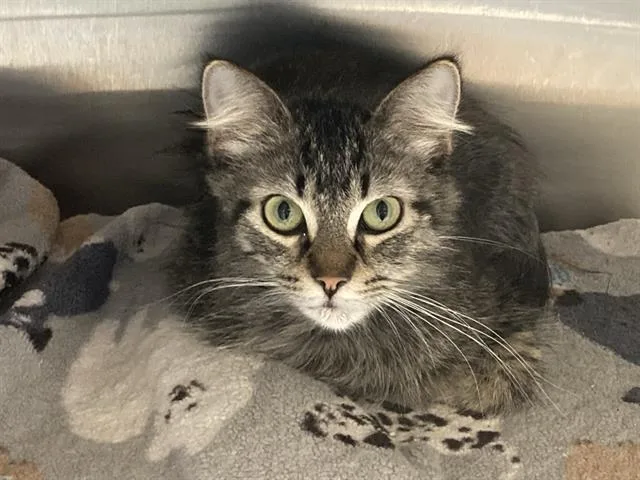 A young medium-sized female Domestic Medium Hair cat named Tweety for adoption in Tustin, CA