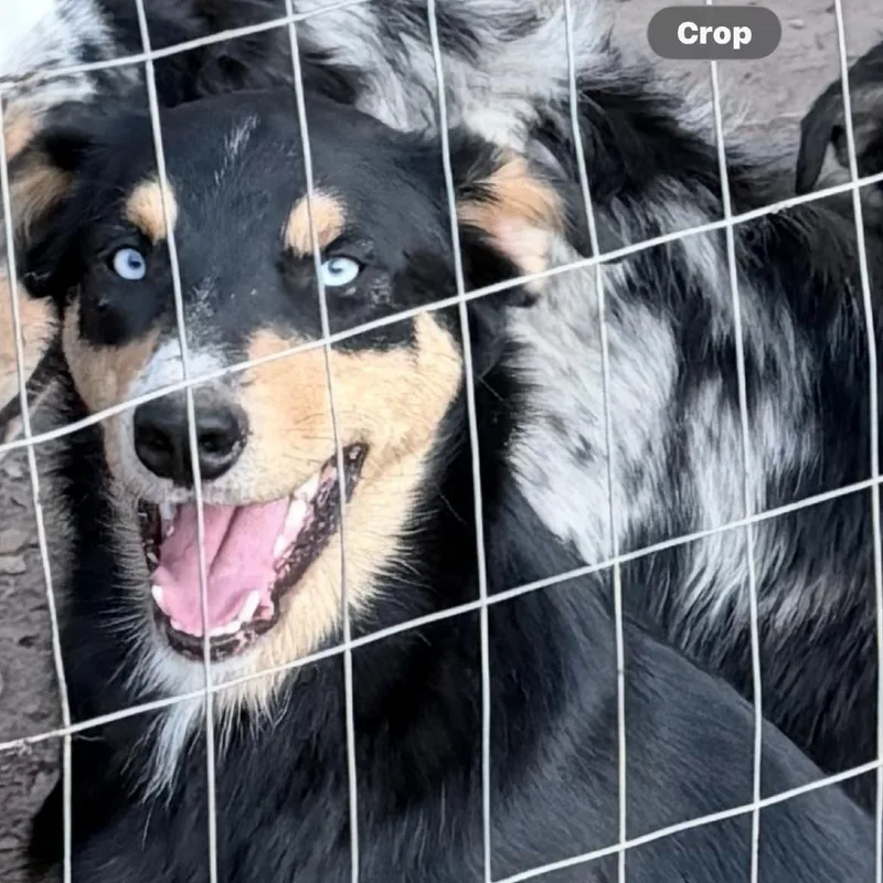 A young medium-sized male Black Australian Shepherd dog named Diesel for adoption in Livingston, TX