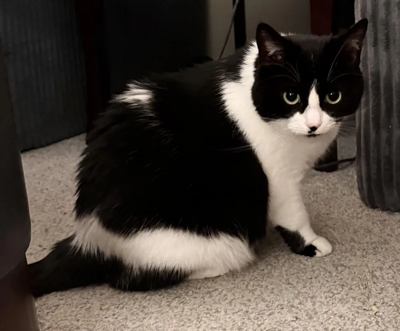 An adult medium-sized female Black & White / Tuxedo Munchkin cat named Zorro A SWEET for adoption in Bristow, VA