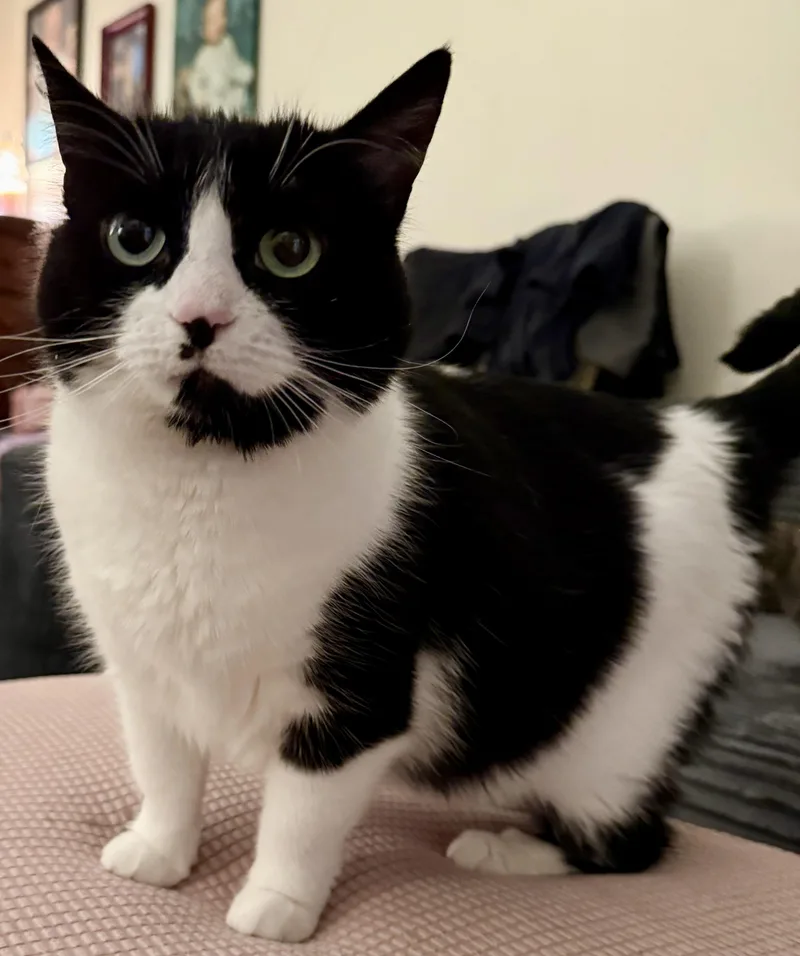 Zorro  A SWEET thumbnail 2