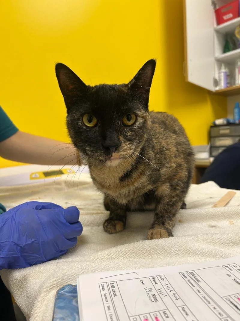 A young small-sized female Calico Domestic Short Hair cat named Fuli for adoption in Raleigh, NC
