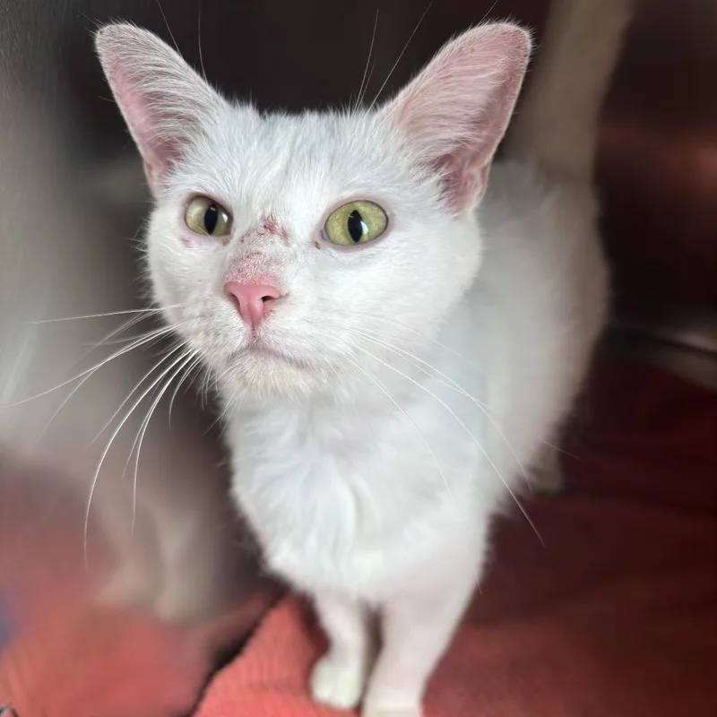 A young medium-sized female White Domestic Short Hair cat named White Shadow for adoption in Council Bluffs, IA