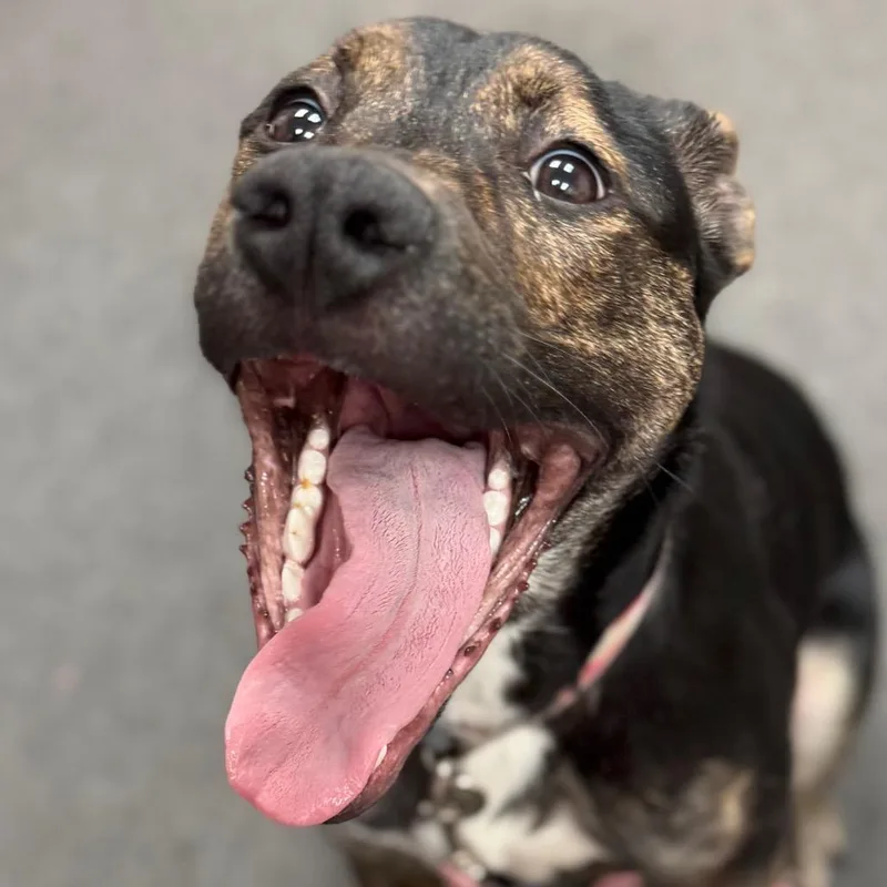 A young small-sized female Black Boxer dog named CoCo gray for adoption in Greenfield, IN