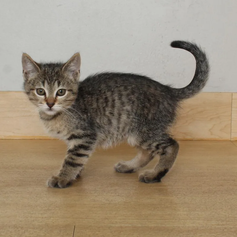 A baby small-sized male Brown / Chocolate Domestic Short Hair cat named Saxophone C for adoption in Minnetonka, MN