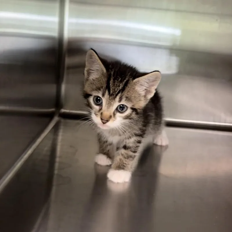 A baby small-sized male Gray / Blue / Silver Domestic Short Hair cat named Bokchoi for adoption in Hamilton, GA