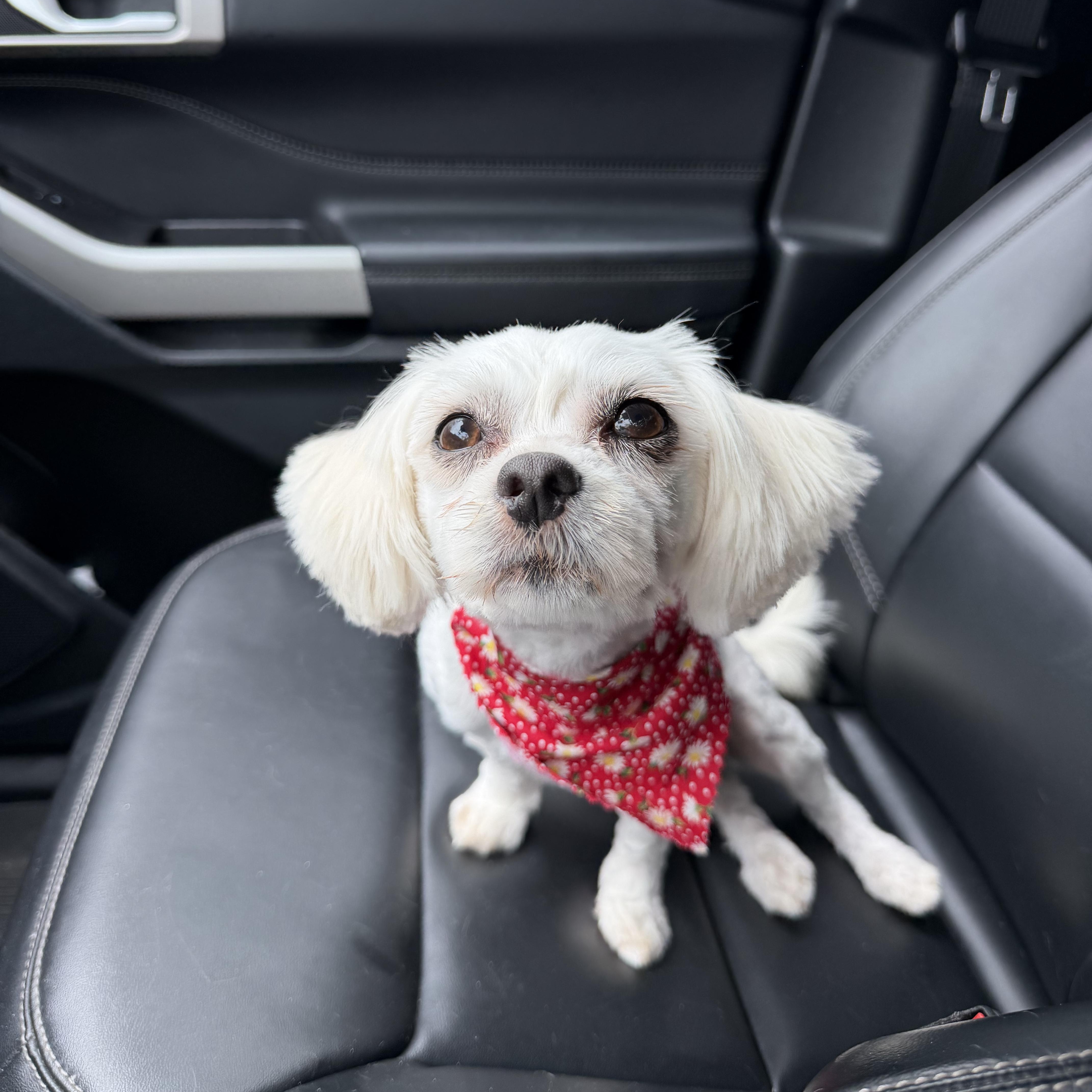 A young small-sized female White / Cream Maltese dog named Mimi for adoption in Newark, NJ