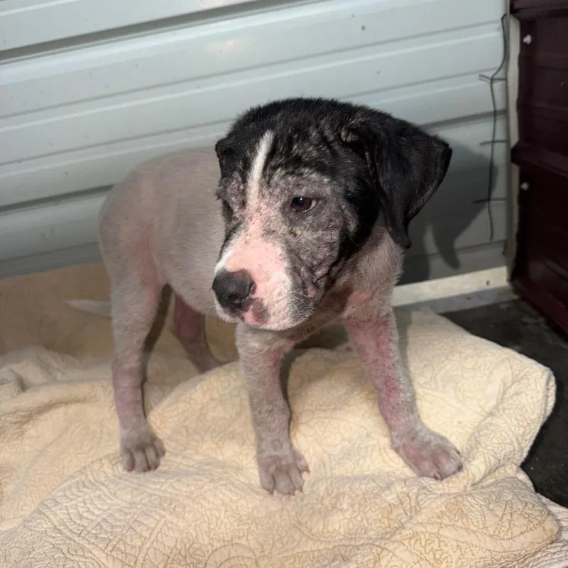 A young small-sized male Pit Bull Terrier dog named Snoopy for adoption in Princeton, KY