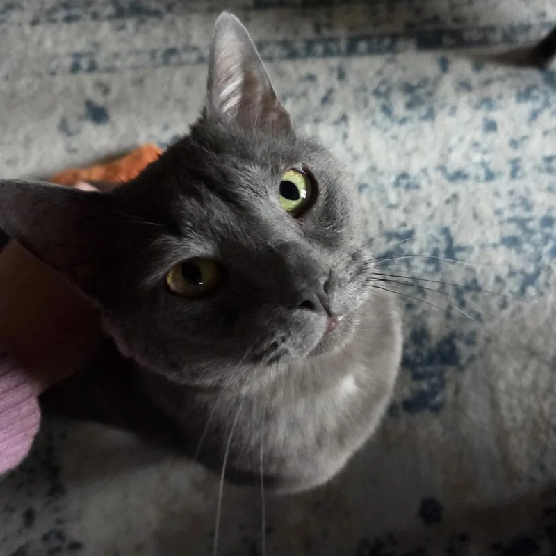 An adult large-sized male Gray / Blue / Silver Domestic Short Hair cat named Osvaldo for adoption in Chaska, MN