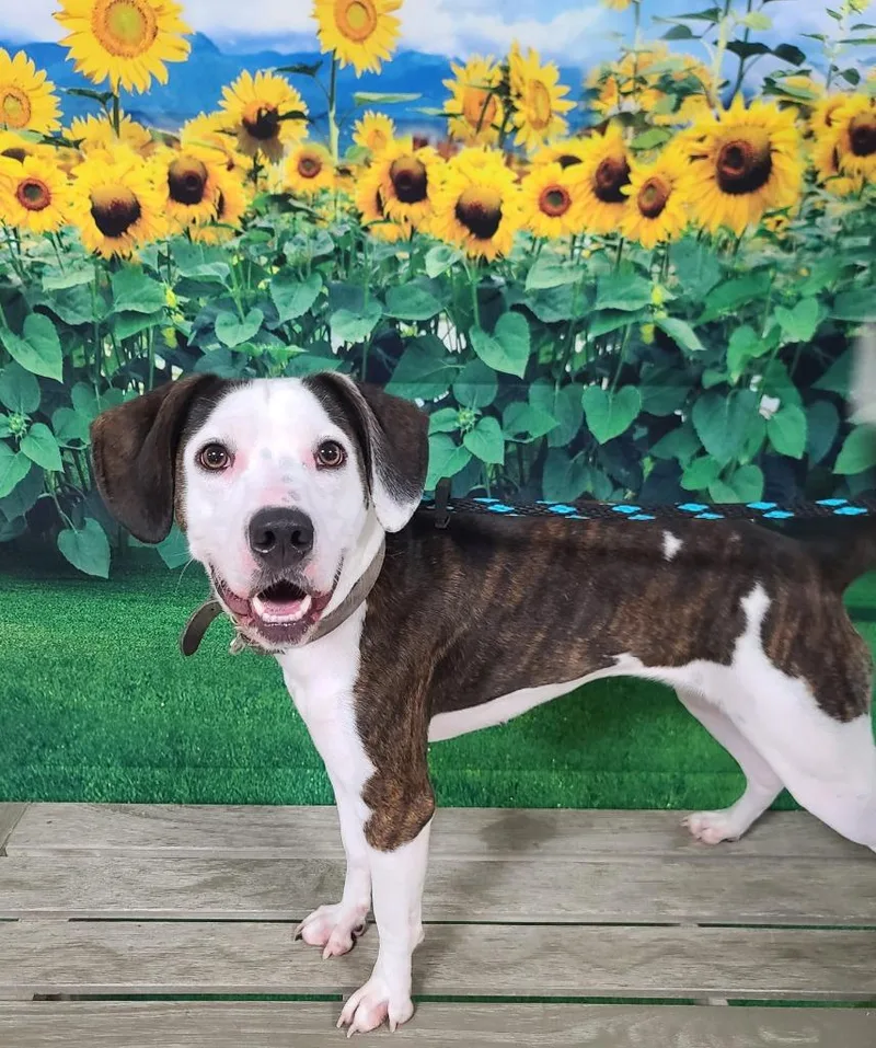 An adult medium-sized female Pit Bull Terrier dog named Clara for adoption in New Manchester, WV