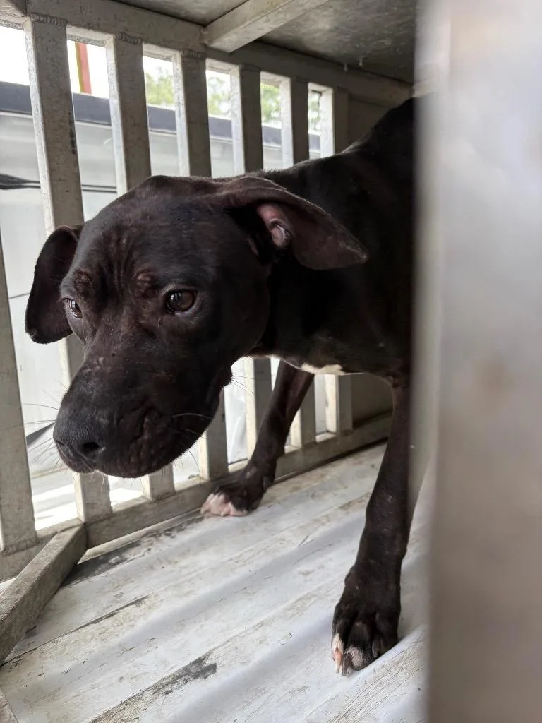 A young medium-sized male Mixed Breed dog named Rainbow for adoption in Effingham, SC