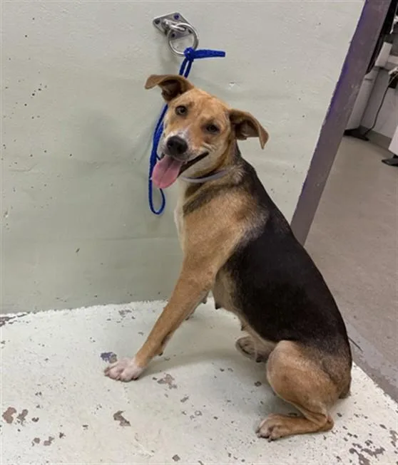 A young medium-sized female German Shepherd Dog dog named Noreen for adoption in Houston, TX