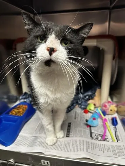 An adult medium-sized male Black Domestic Short Hair cat named Hayden for adoption in North Myrtle Beach, SC