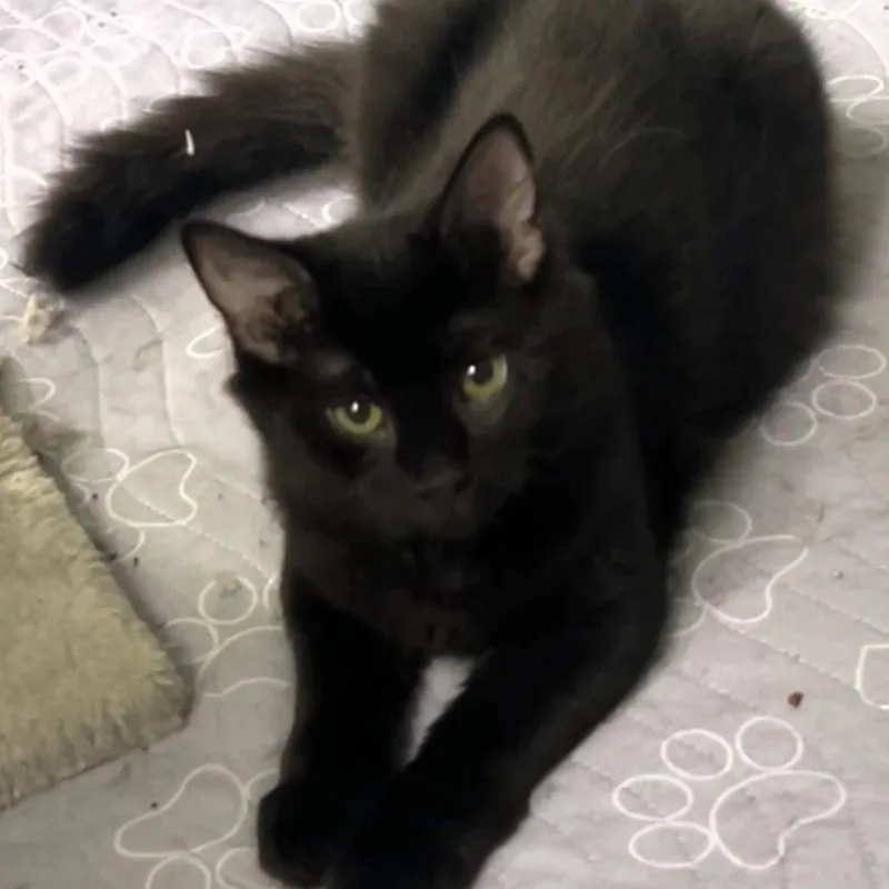 A baby small-sized male Domestic Short Hair cat named Jovi for adoption in Fairfax, VA