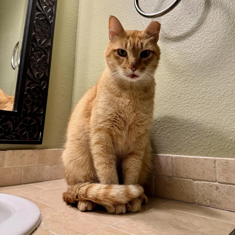 An adult medium-sized female Orange & White Domestic Short Hair cat named Baby for adoption in Baytown, TX