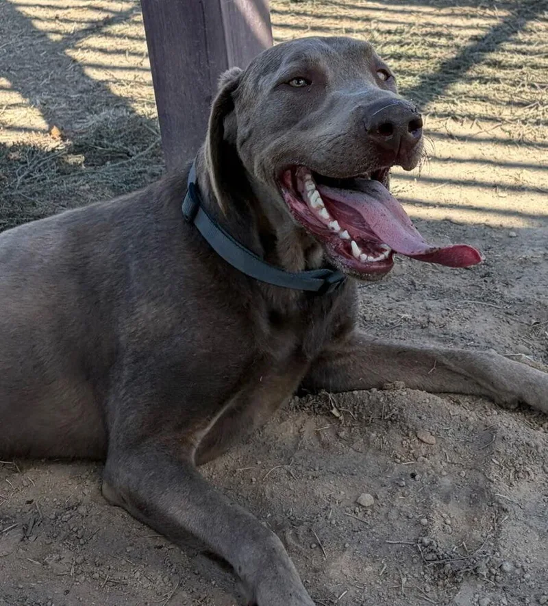 An adult large-sized male Labrador Retriever dog named Pickles for adoption in Santa Rosa, CA