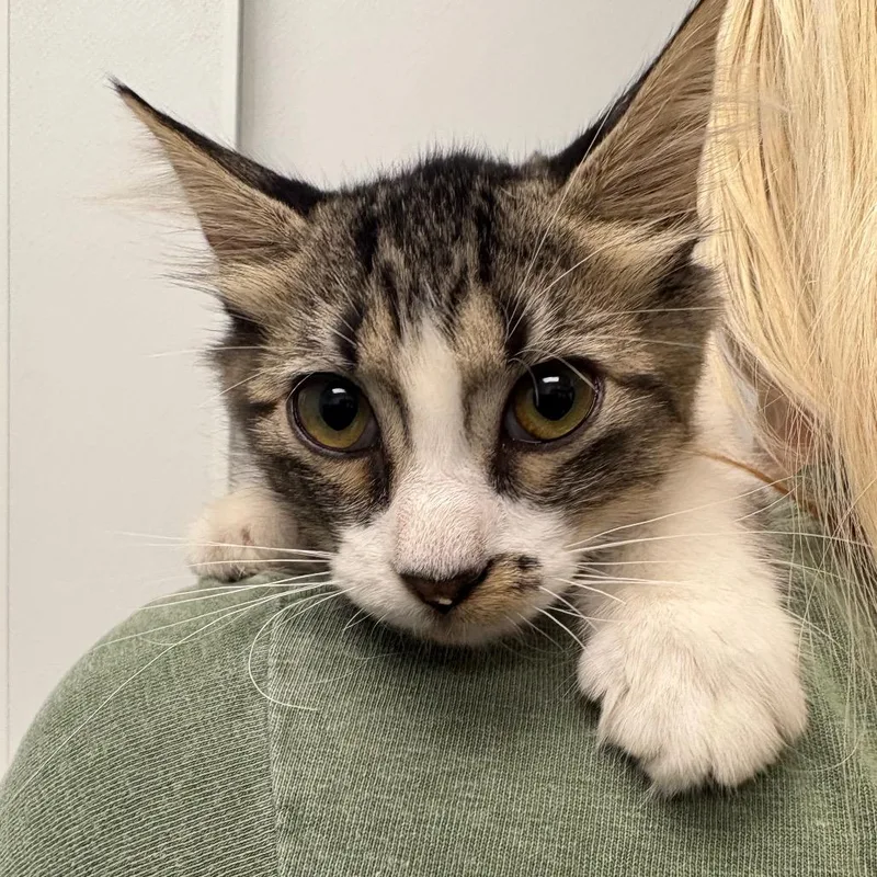 A baby small-sized female Gray / Blue / Silver Domestic Short Hair cat named Effey for adoption in Abilene, TX