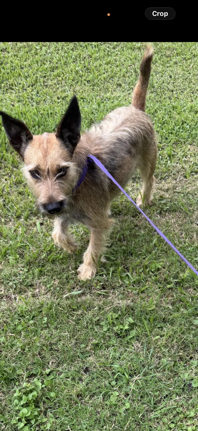 An adult small-sized male Norfolk Terrier dog named Antwan for adoption in Louise, TX