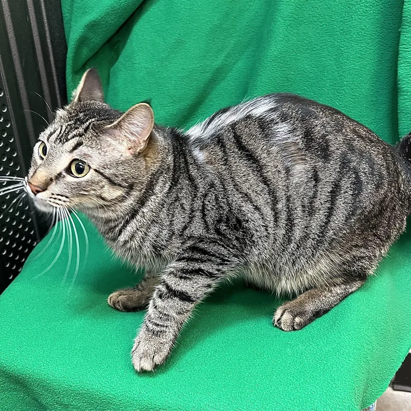 A young medium-sized male Tabby (Brown / Chocolate) Domestic Short Hair cat named Zoomie for adoption in Fairmont, MN