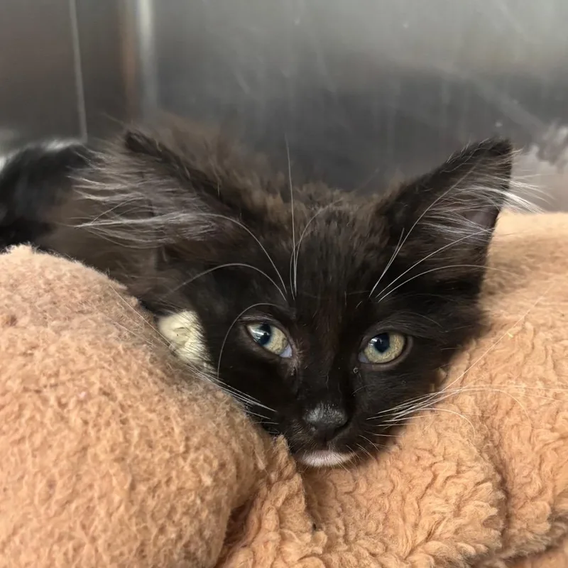 A baby small-sized female Black Domestic Short Hair cat named Daisy for adoption in West Palm Beach, FL